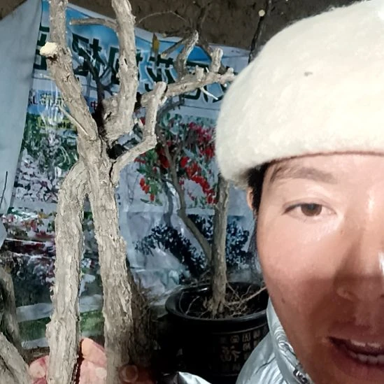 烟***圈完全开放枸杞树两颗