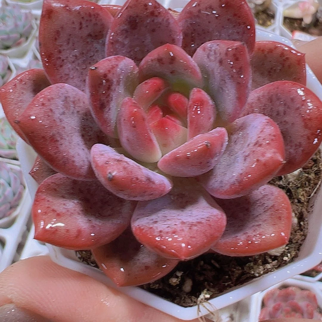 爱丽儿19包邮多肉植物