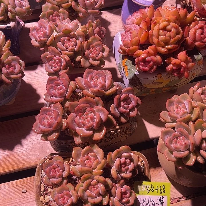 妳****橙梦露群生一组