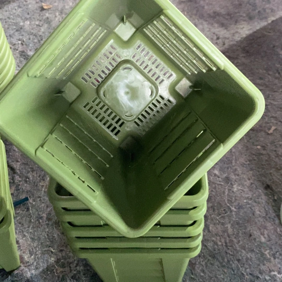 6个16口果绿方无托伊特（16×17）