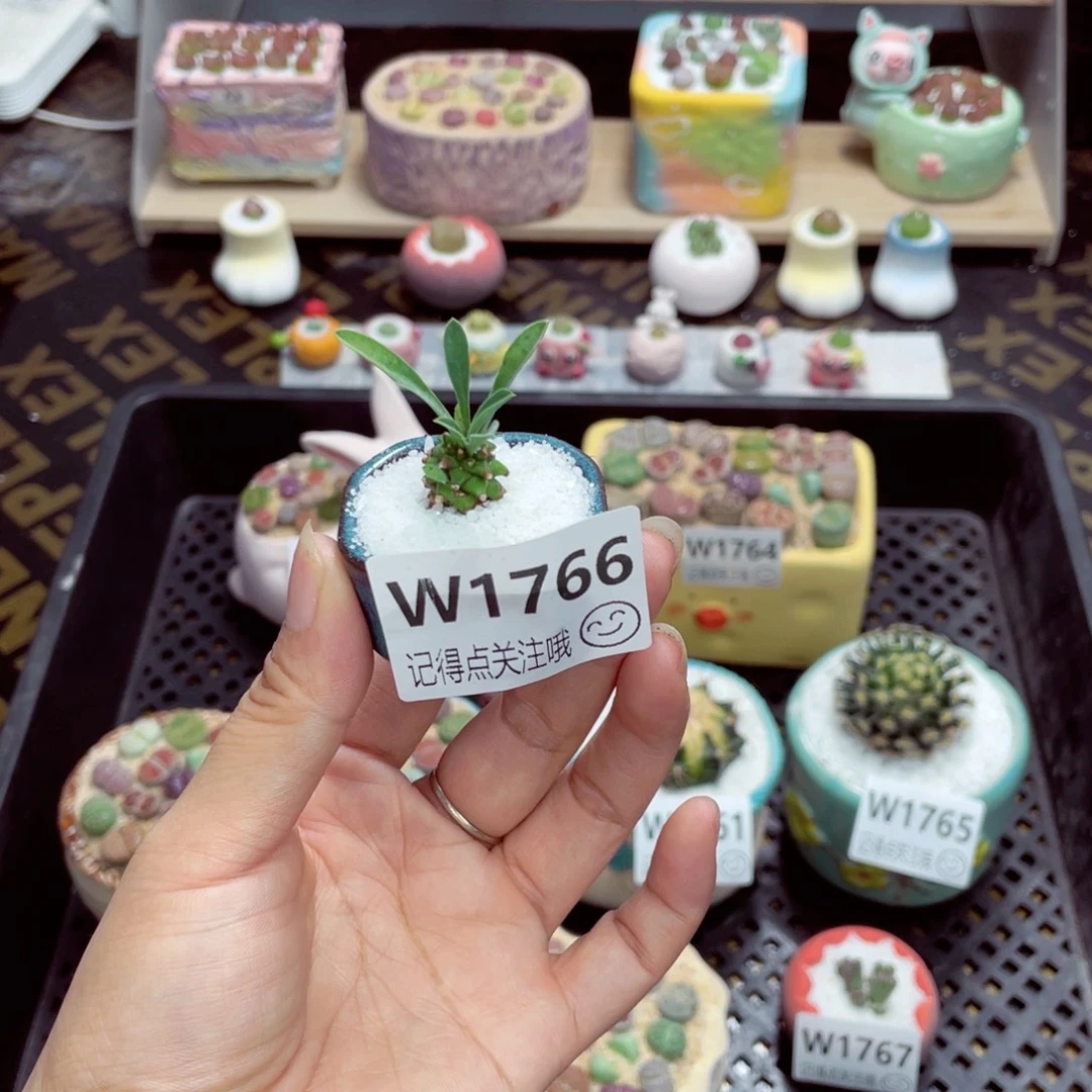 w1766 带盆土发货一物一拍