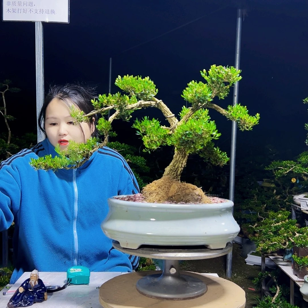 无花朵黄杨木