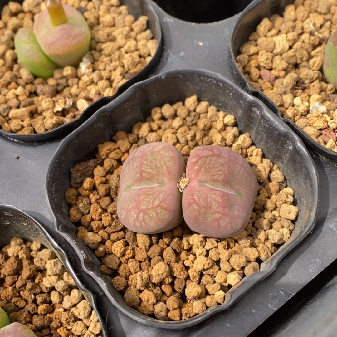 多肉植物肉锥杂交K-3887
