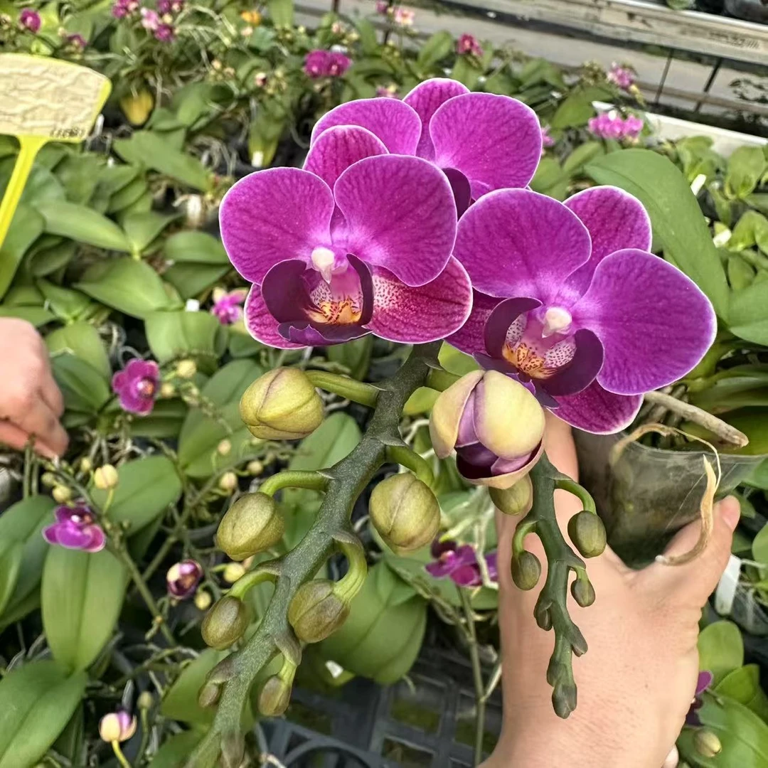 【老邓推荐】2.5寸 紫瞳精灵 -开花株 趣味兰