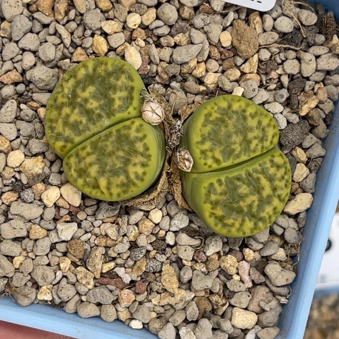 7629双头绿柘榴1母本