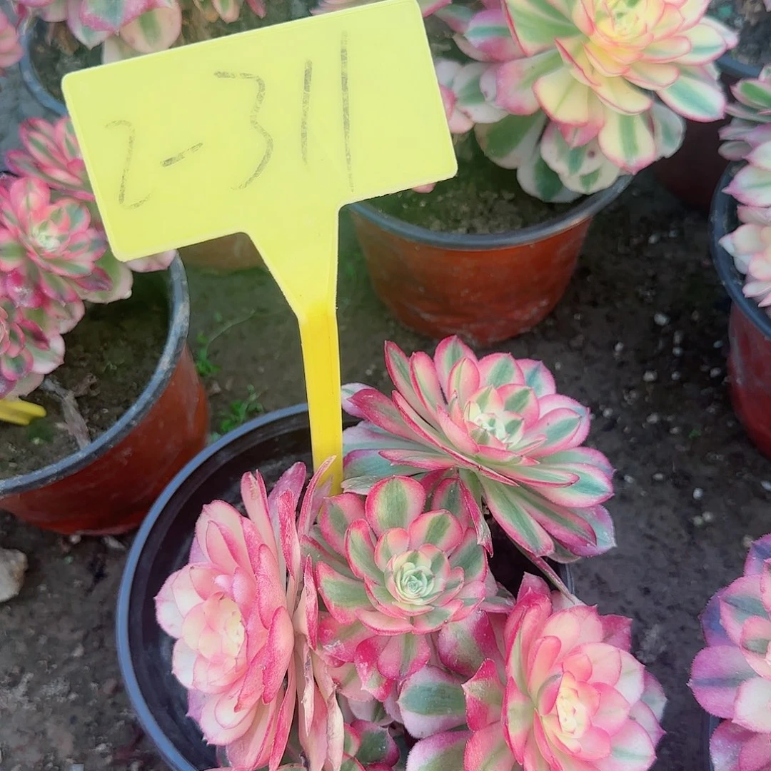 2-3111--+多头多肉植物倾城