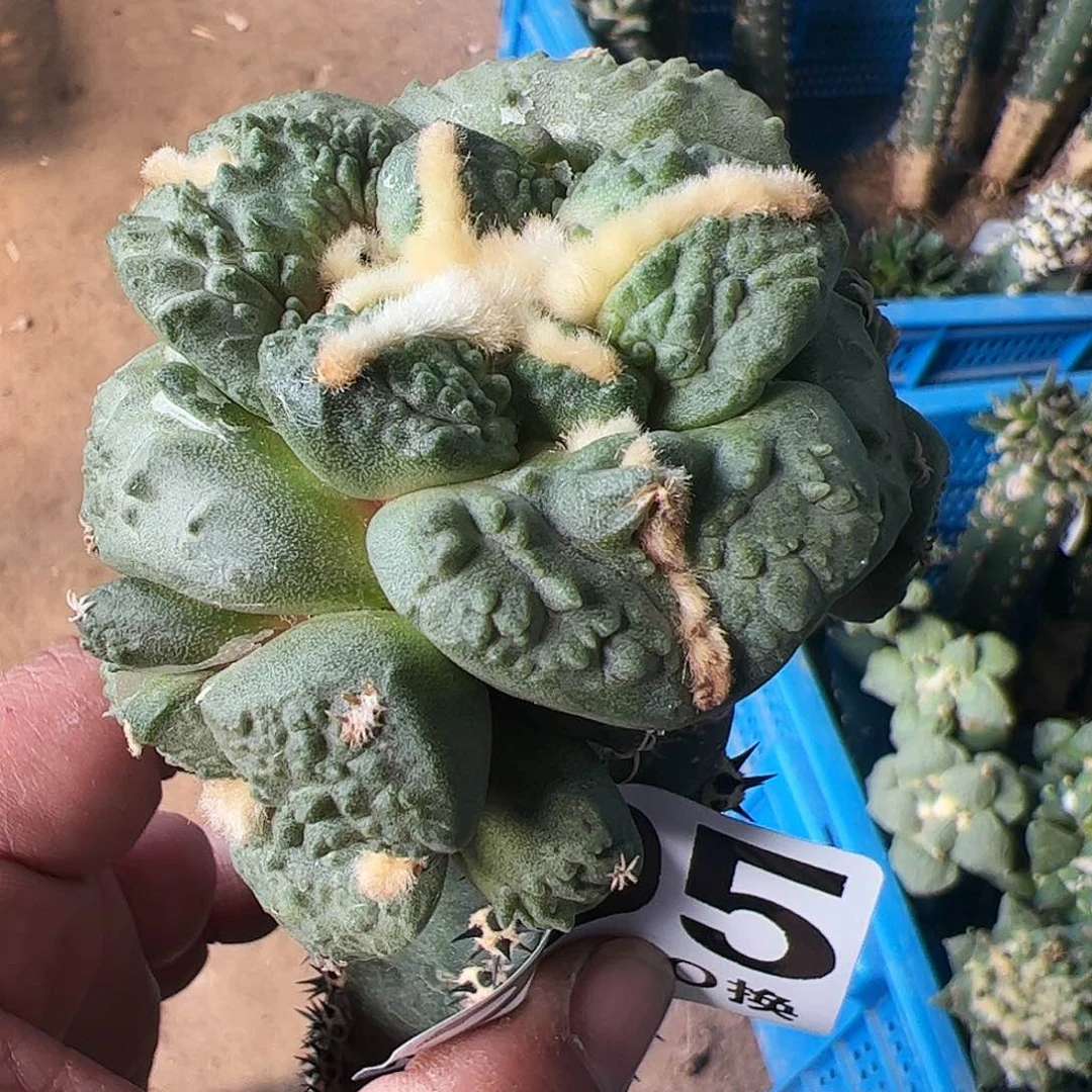 大尤哥斯拉牡丹295