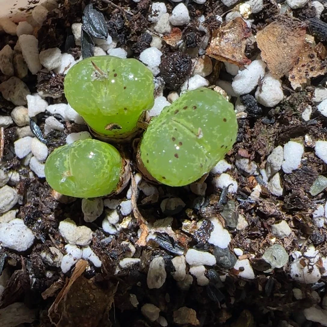 肉锥多肉植物百科3-流苏玉28