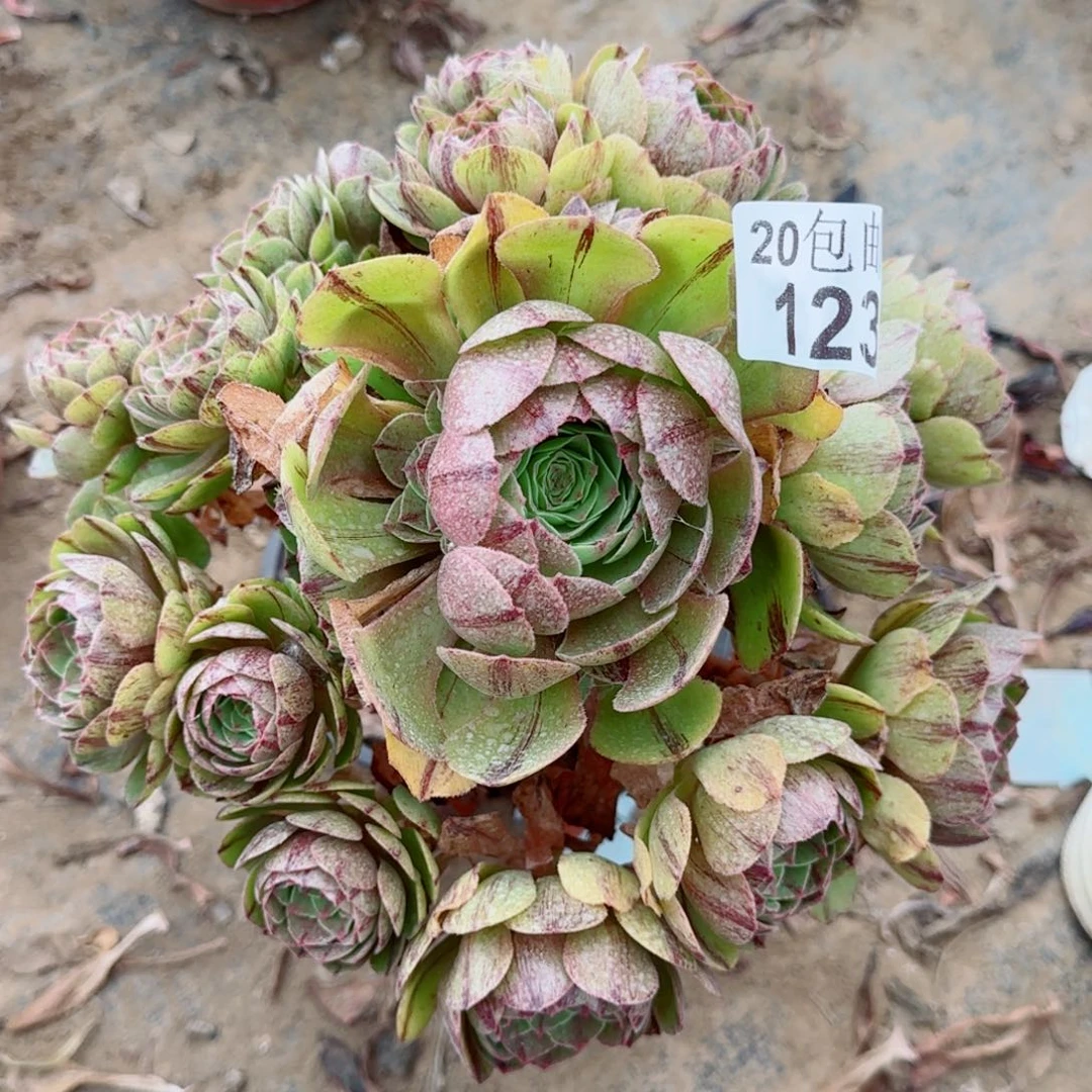 万拉丝多肉123满20包邮断枝不包