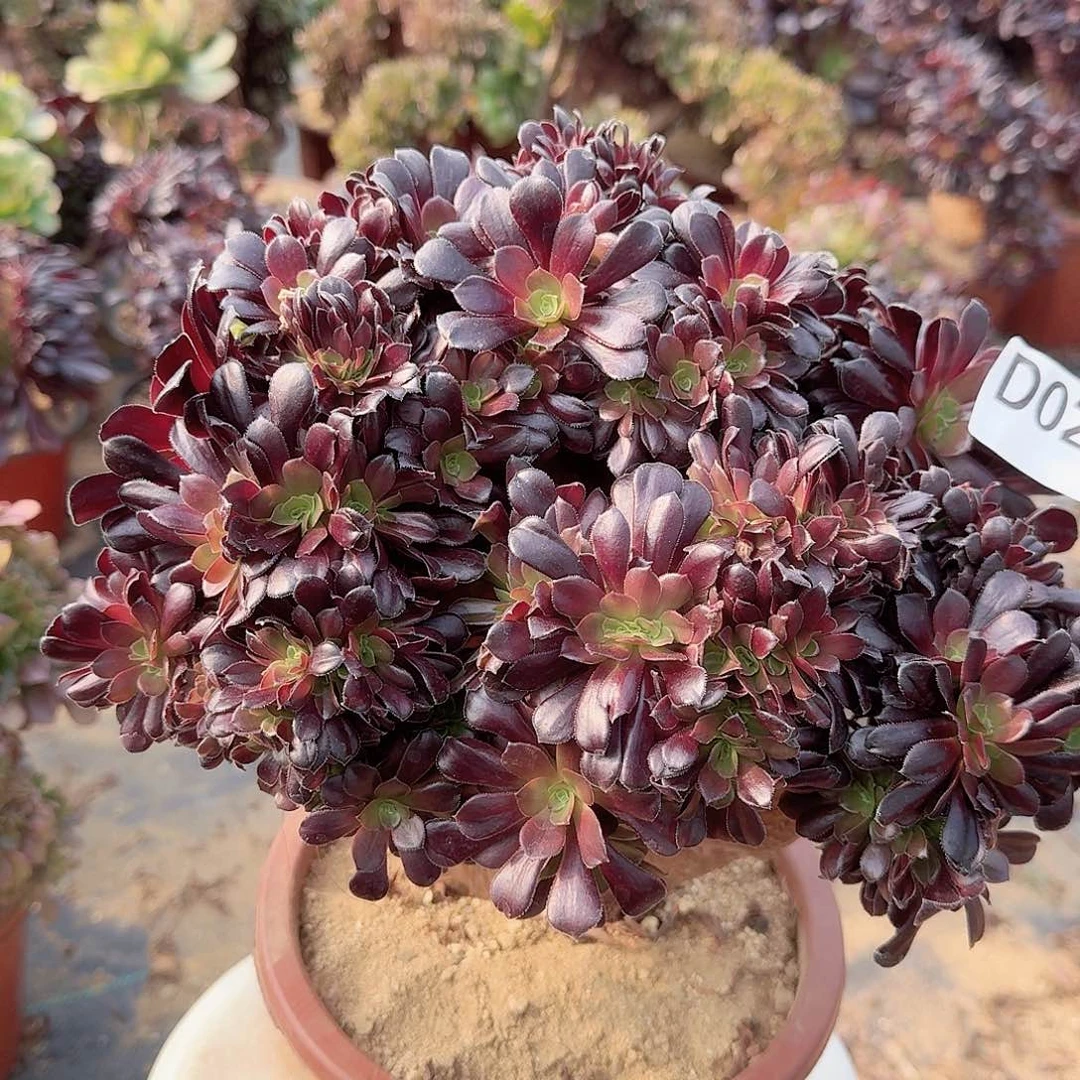 021欧紫朵朵一颗呀呀