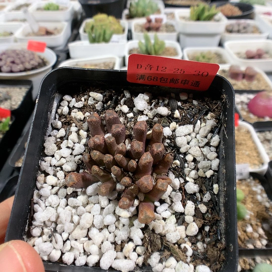 12-25-30     火柴1群