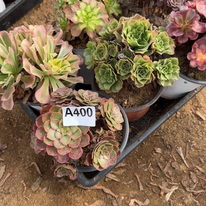 400 清棚处理不包断枝