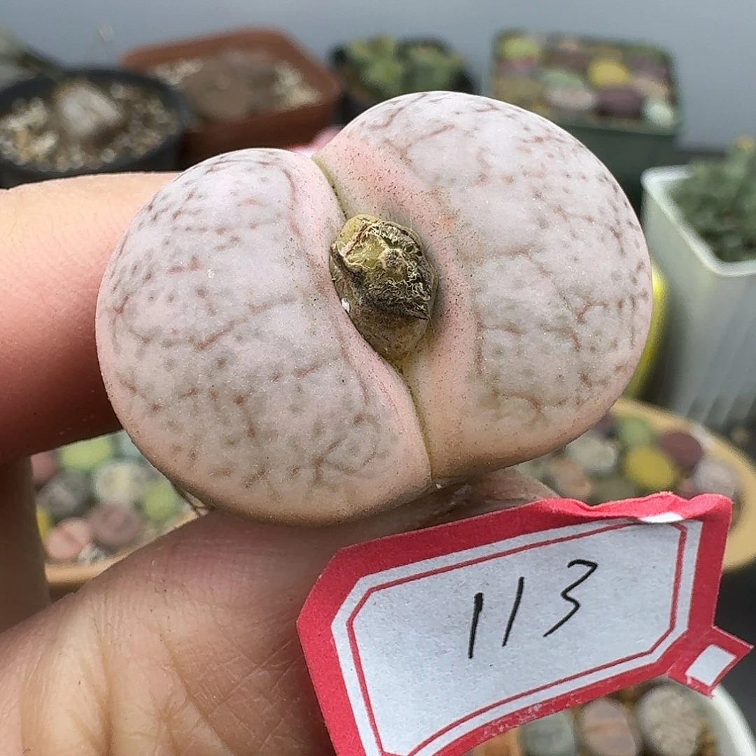 113多肉哈哈哈哈哈哈哈