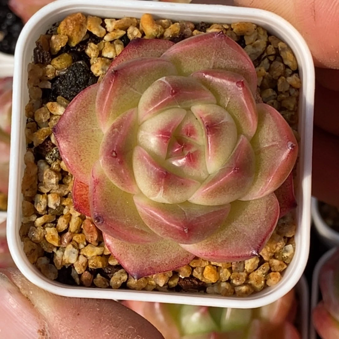 天官赐福百无禁忌