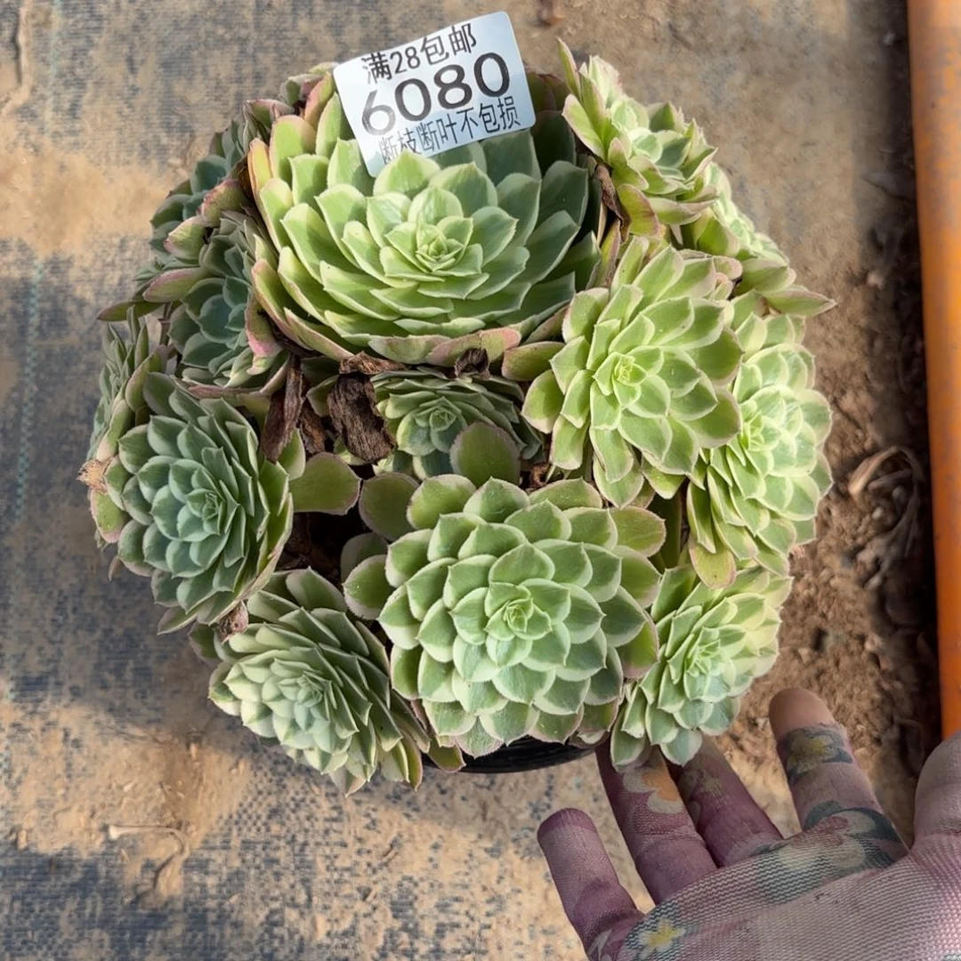 V 6080孔雀翎多肉，babe
