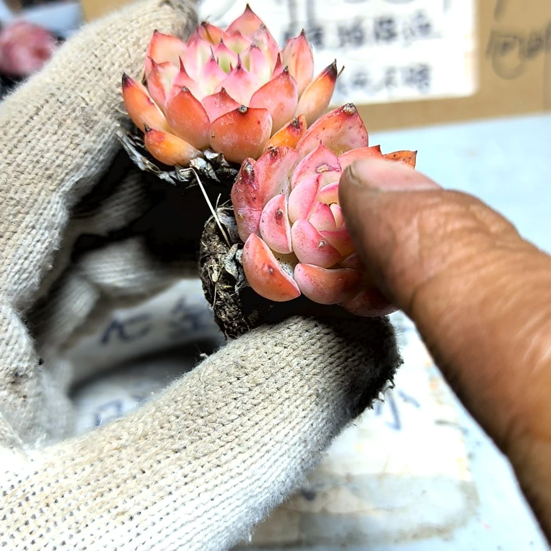 满9元包邮，荷花俩颗