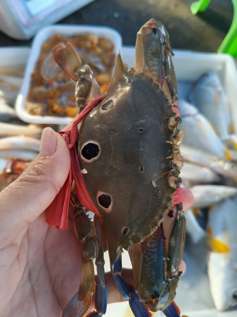 本港有膏三点蟹6至7只装大规格