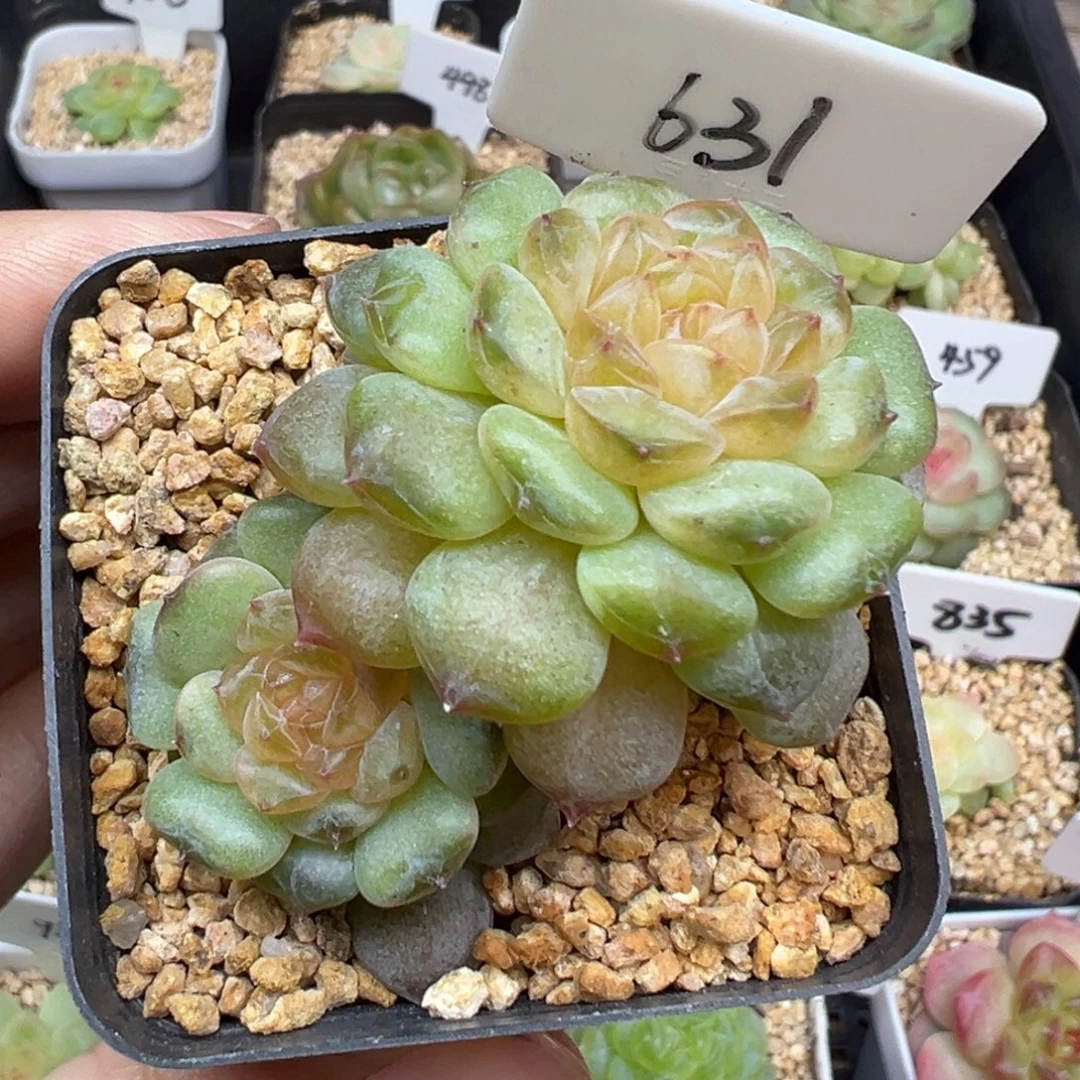 631号风花雪月系列流萤