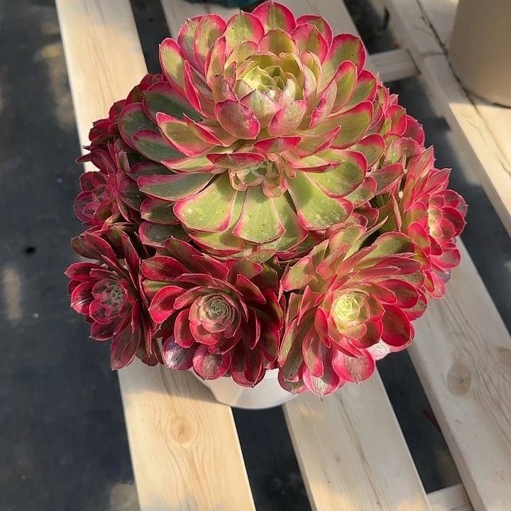 法师多肉植物孔雀翎