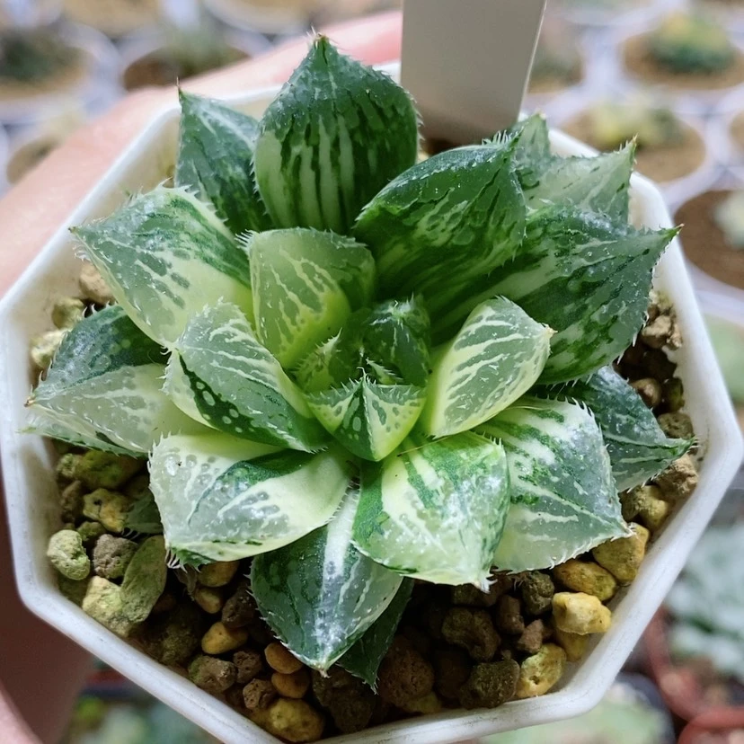 【闪购商品】160宝莲灯