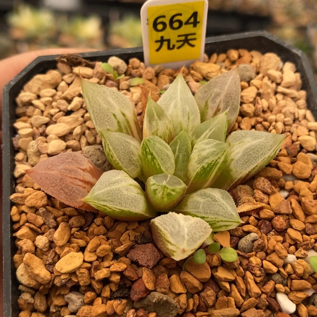 664号爱心寿锦多肉