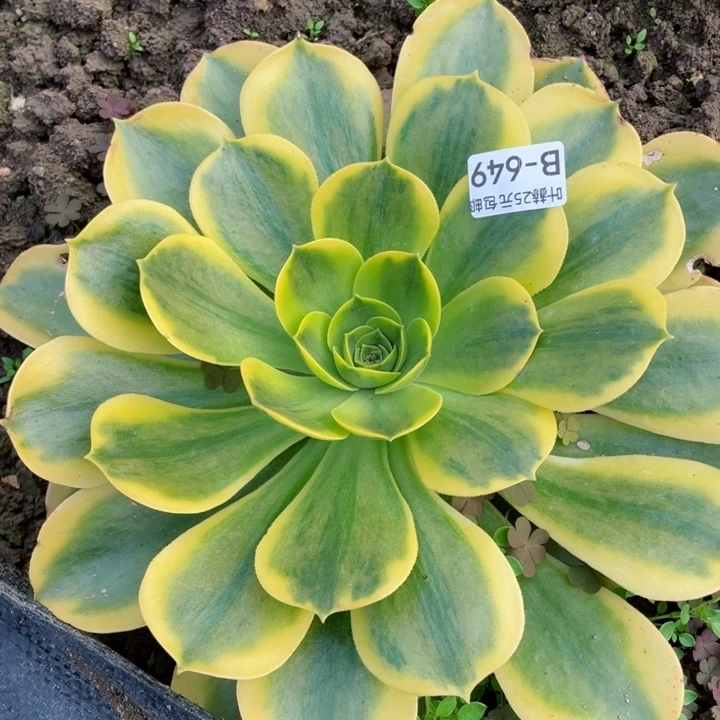 649香黄多肉12345678