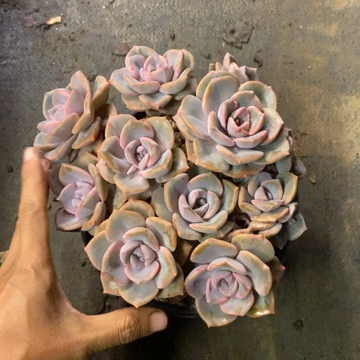 可***）多肉植物一物一拍