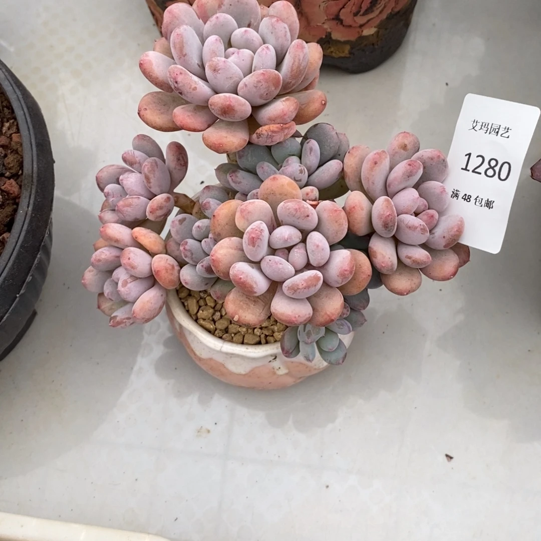 香香雪群生多肉的280