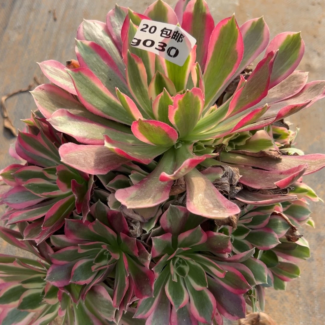 030夜罗刹，满20包邮嘟叮熊