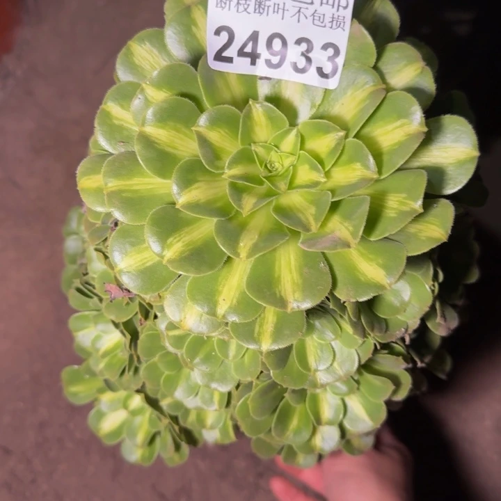 24933琉璃不包断枝