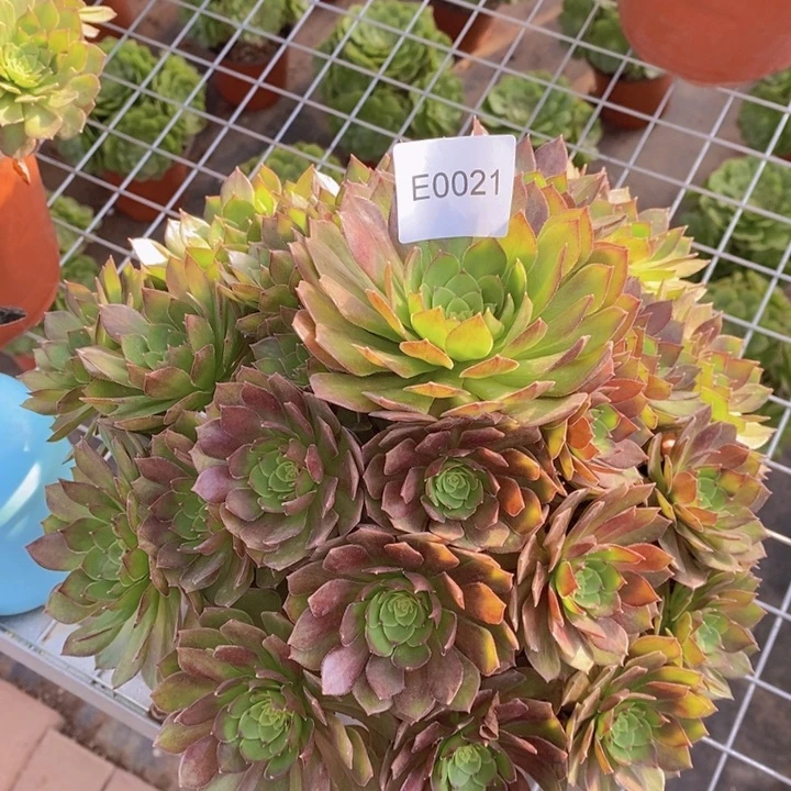 闪购法师1棵红魔0021