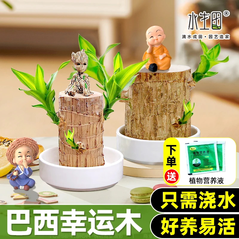 幸运巴西木水培植物室内客厅小型绿植盆栽家用水培观叶植物花卉