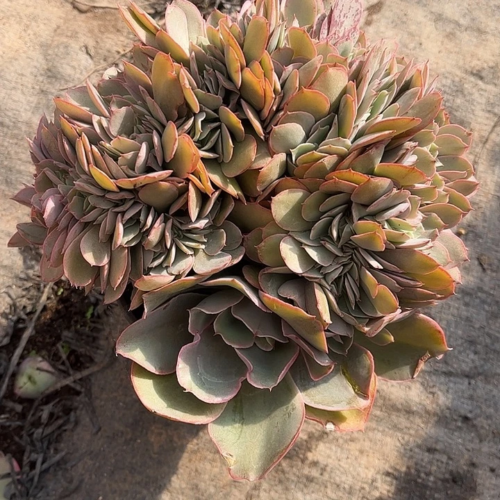 芬克缀化，造型完美