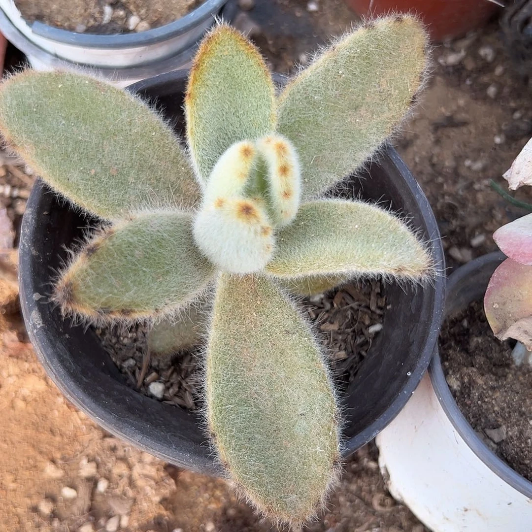 多肉植物闪光兔单头