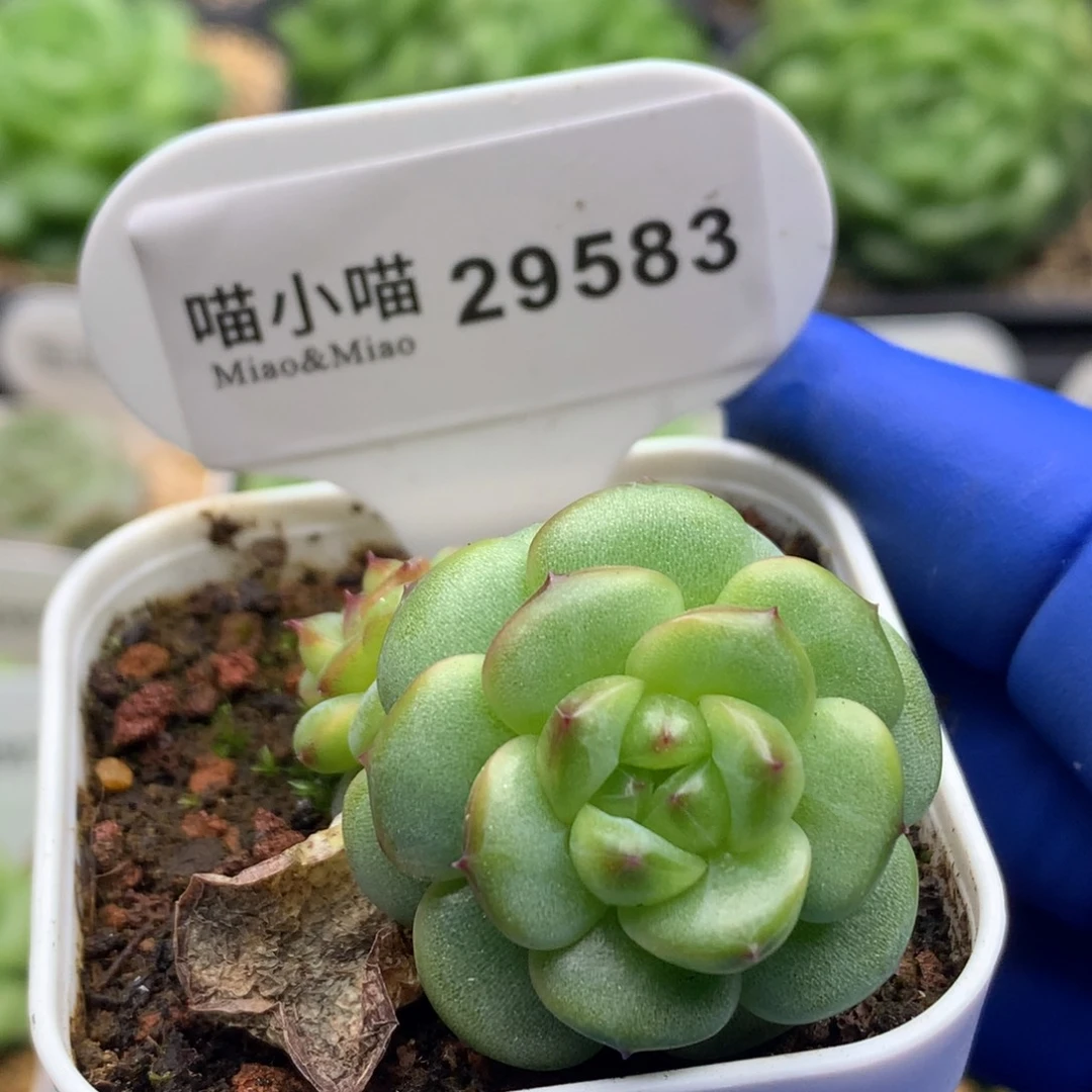 多肉植物杂交珍妮