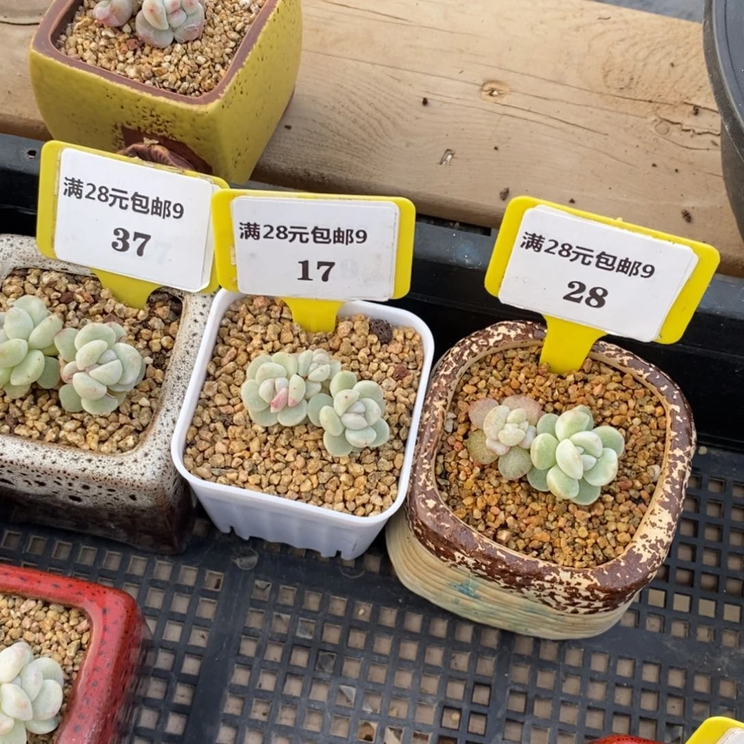 奥****?937917928冰玉多肉植物