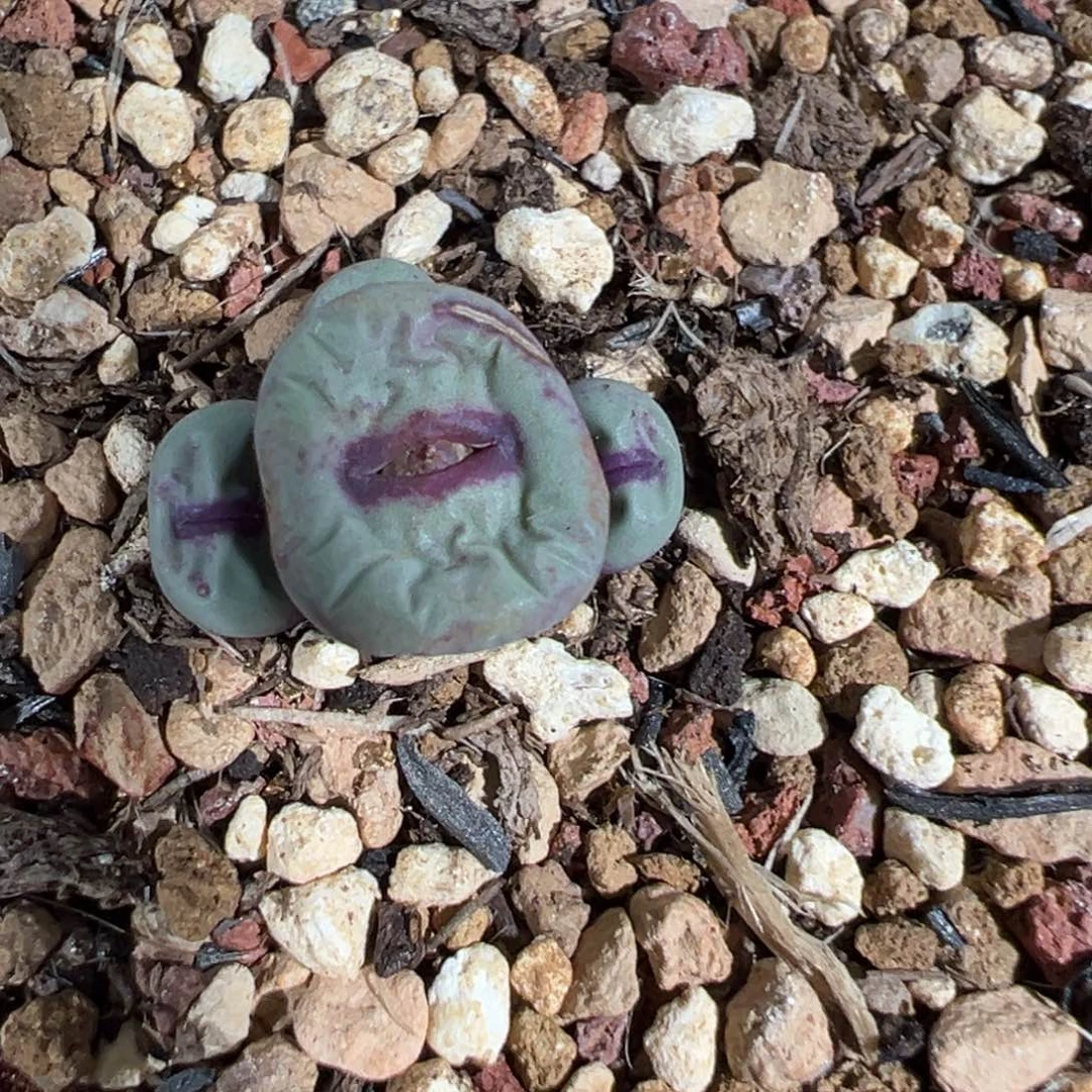 板**?Ts427，肉锥植物