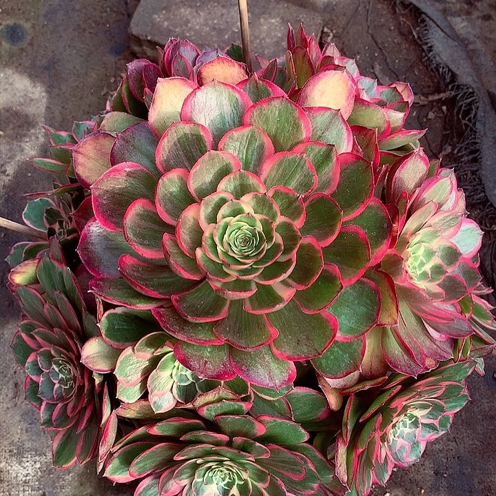 粉花妖老桩啊啊啊啊啊