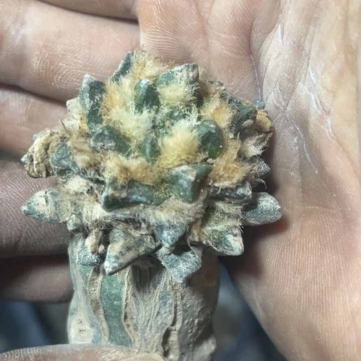 龙角牡丹仙人球开花
