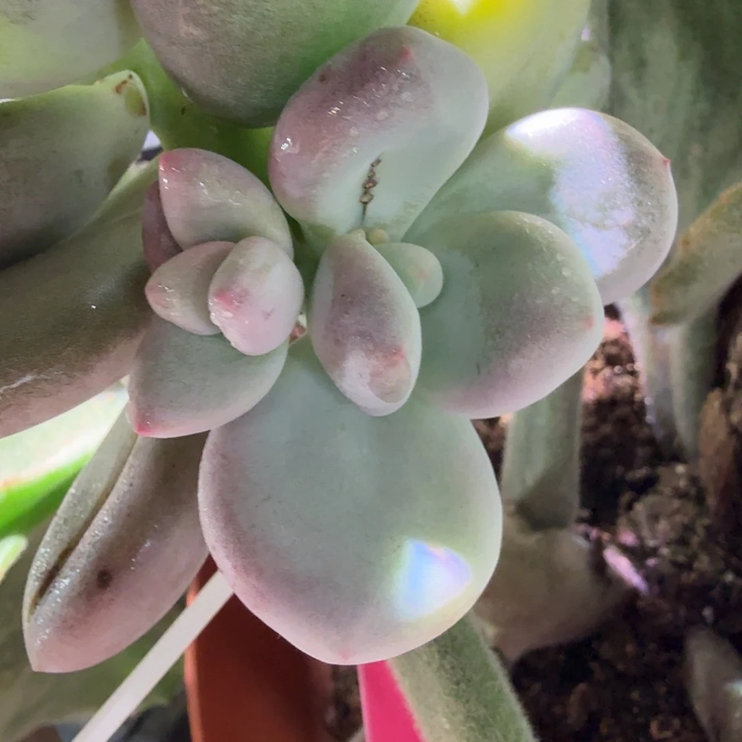 包*抠大叶奶锦，大侧头砍头