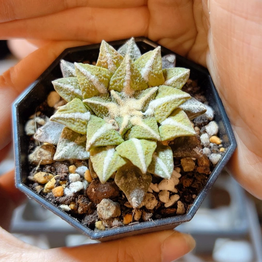 22号自根大尤黑黄体锦5.2公分