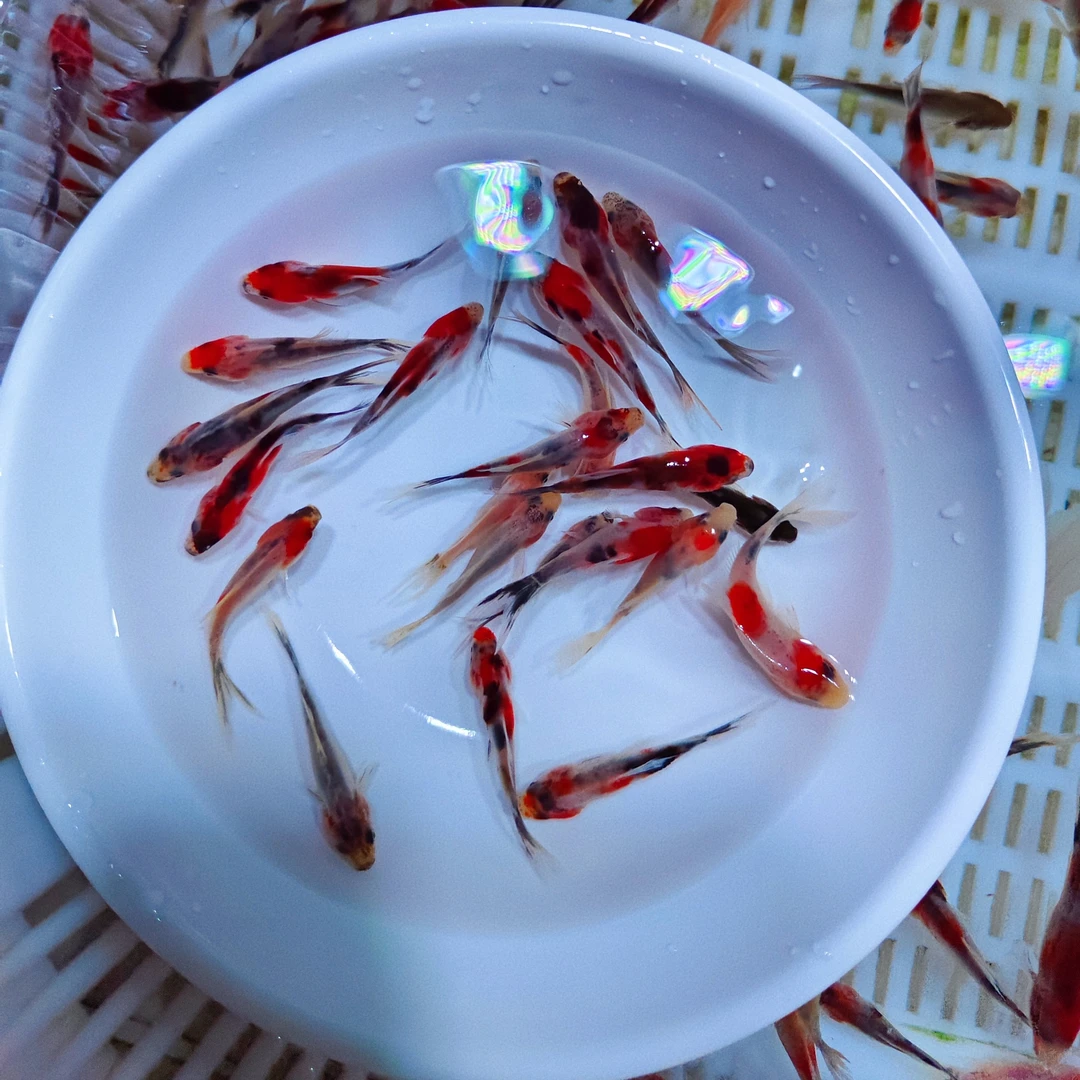 精品兰花金 29条鱼苗 五彩混色 3-5公分 不指定颜色 包邮