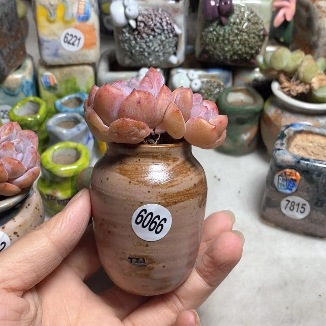 拍5送一个小礼物不含多肉，口3左右