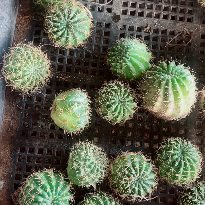 丽花侧芽组合12个花色不重复