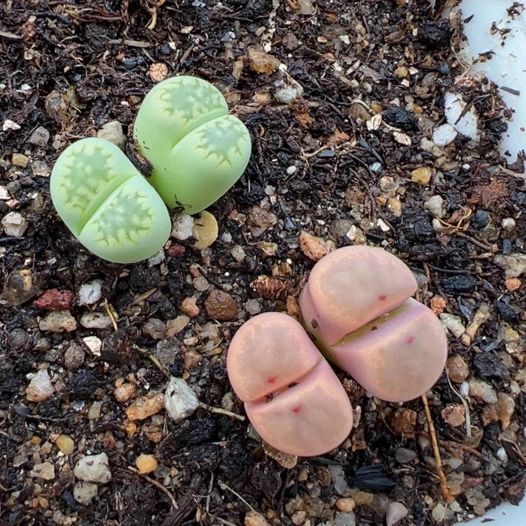 2.2好看的多肉a012