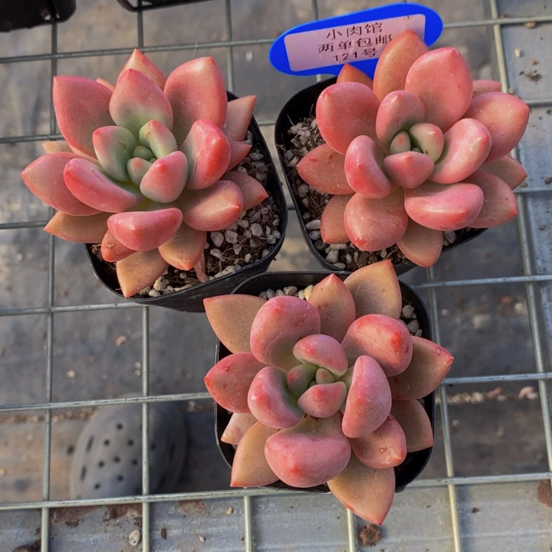 121-精品桃花源一个