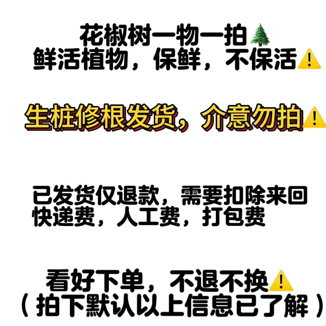 【云南农家自种青花椒树苗】一物一拍，地租到期，青花椒树特价处理