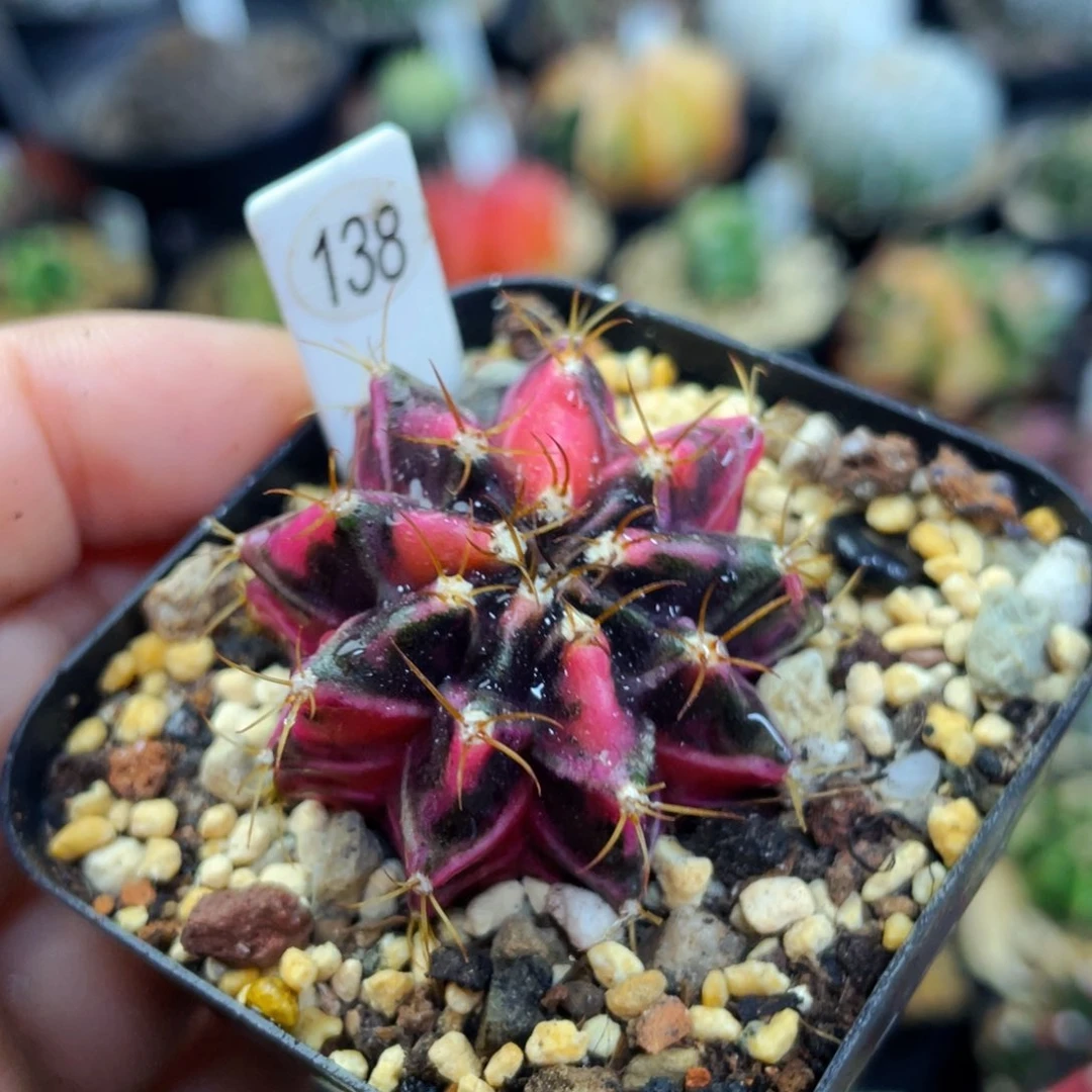 盆5公分满25包邮裸根发货