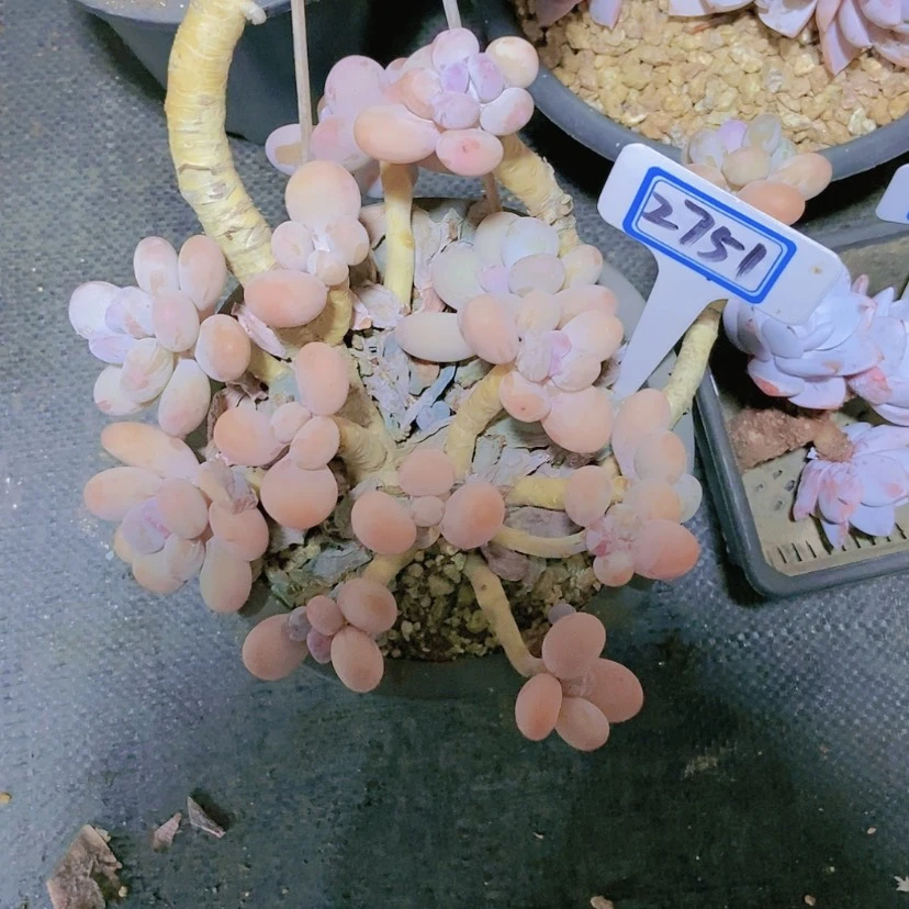 【闪购商品】桃*2751寄养