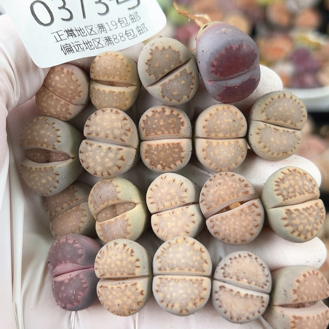 0373三年饼干19颗1.5cm左右